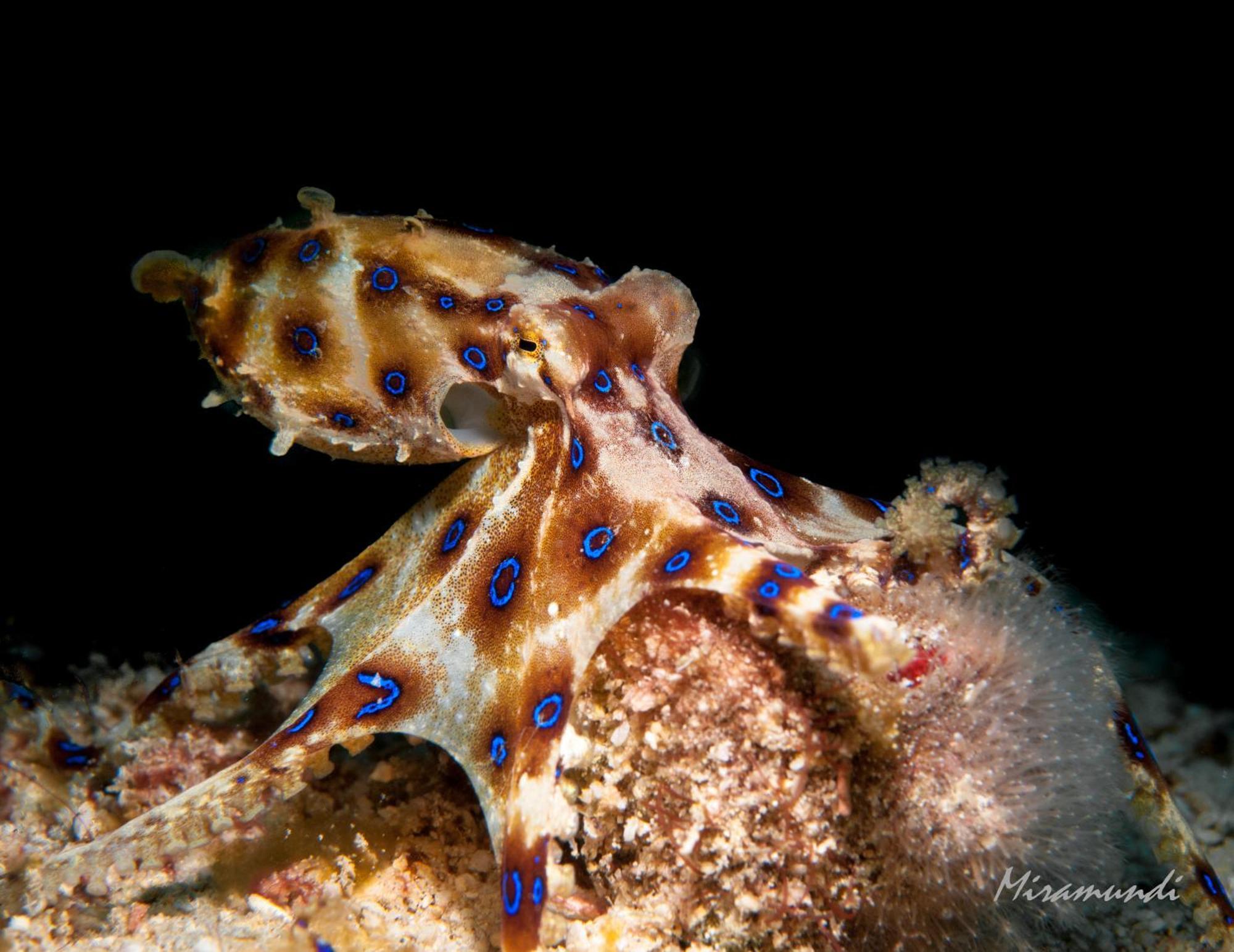 Edgewater Dive & Spa Resort Пуэрто-Галера Экстерьер фото